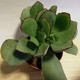 Сукулент Crassula Silver Dollar , d=5 GreenLife - зображення 1