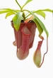 Растение хищник Непентес Салат AlienPlants Nepenthes "Alata" (SUN005CP) - изображение 1