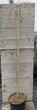 Лиственница европейская Пендула на штамбе/ Larix decidua Pendula С12/ Ра Н160-180 - изображение 2