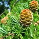Лиственница европейская Пендула на штамбе/ Larix decidua Pendula С12/ Ра Н160-180 - изображение 3