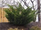 Ялівець средній Мінт Джуліп / Juniperus x pfitzeriana Mint Julep C3 /d 80-90 - зображення 2