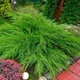 Ялівець средній Мінт Джуліп / Juniperus x pfitzeriana Mint Julep C3 /d 80-90 - зображення 5