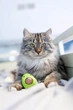 Игрушка для котов OutwardHound Petstages Lil' Avocato - изображение 3