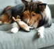Игрушка для собак OutwardHound Invincibles Minis Puppy - изображение 3