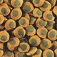 Корм фасованный для рыбок Tetra Pleco Spirulina Wafers (Спирулина для донных рыб в таблетках) 100 г - изображение 2