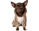 Костюм для собак Pet Fashion ALF молочно-коричневый XXS Pet Fashion BGL-PF-1045 - изображение 3