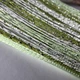 Нитяные шторы Bigimot 3м х 3м Зеленый-Олывковый-Белый - изображение 3