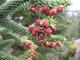 Пихта Испанская 'Glauca'/ Abies pinsapo 'Glauca' С15 Н 50-60 - изображение 1