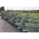 Пихта Испанская 'Glauca'/ Abies pinsapo 'Glauca' С15 Н 50-60 - изображение 2