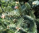 Пихта Испанская 'Glauca'/ Abies pinsapo 'Glauca' С15 Н 50-60 - изображение 4