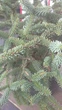 Пихта Испанская 'Glauca'/ Abies pinsapo 'Glauca' С15 Н 50-60 - изображение 6