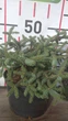 Пихта Испанская 'Glauca'/ Abies pinsapo 'Glauca' С15 Н 50-60 - изображение 7