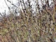 Ива тонкостолбиковая черная "Меланостахис" / Salix gracilistyla Melanostachys С3 / Н80-100 - изображение 1