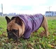 Куртка для собак DogClub Sunny XL Plum - изображение 3