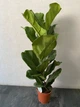 Фикус Лирата (Ficus Lyrata) h 90 cm - изображение 1