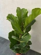 Фикус Лирата (Ficus Lyrata) h 90 cm - изображение 2