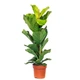 Фикус Лирата (Ficus Lyrata) h 90 cm - изображение 3