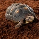 Подложка из кокосового волокна Repti-Zoo Coconut fiber Substrate 8л (SB650) - изображение 4