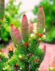 Ялина колюча Lucky Strike / Picea pungens Lucky Strike С10 /Н 40-60 - зображення 6