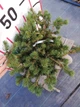 Ялина колюча Lucky Strike / Picea pungens Lucky Strike С10 /Н 40-60 - зображення 7