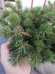 Ялина колюча Lucky Strike / Picea pungens Lucky Strike С10 /Н 40-60 - зображення 8