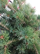 Ялина колюча Lucky Strike / Picea pungens Lucky Strike С10 /Н 40-60 - зображення 9