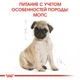 Сухой корм для собак Royal Canin Pug Puppy 500 г щенкам породы Мопс в возрасте до 10 месяцев - изображение 3
