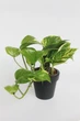 Епіпремнум Epipremnum Aureum 12 / 20 см висота плетючий 4535 - изображение 1