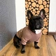 Худи для собак DogClub Brand XL Brown - изображение 5