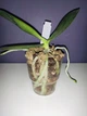 Керамзит Plagron (плагрон) euro pebbles 1 л - изображение 9
