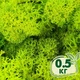 Стабилизированный мох ягель Nordic moss Зеленый весенний 0,5 кг - изображение 1