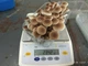 Свіжі гриби Опеньок тополевий упаковка 200г (Cyclocybe aegerita) - зображення 4