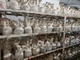Свежие Грибы Еринги или белый степной гриб упаковка 400г (Pleurotus eryngii) - изображение 3