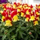 Насіння антирринуму (Левиний зів) Hem Genetics Снеппі f1 оранжево-жовтий (orange&yellow) карликовий однорічний 50 насінин - зображення 2