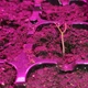 Набір для вирощування гострого перцю Pepper-X 7 Pot Brain Strain Yellow (7 Пот Брейн Стрейн Жовтий) - изображение 5