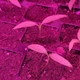 Набір для вирощування гострого перцю Pepper-X 7 Pot Brain Strain Yellow (7 Пот Брейн Стрейн Жовтий) - изображение 6