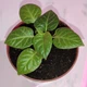 Набір для вирощування гострого перцю Pepper-X 7 Pot Brain Strain Yellow (7 Пот Брейн Стрейн Жовтий) - изображение 10