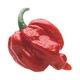 Набір для вирощування гострого перцю Pepper-X Trinidad Scorpion Moruga Red (Тринідад Скорпіон Моруга) - зображення 2