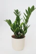 Заміокулькас (Zamioculcas, доларове дерево), 35-40 см висота 4090 - изображение 1