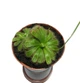 Растение хищник Росянка Алисиа AlienPlants Drosera Aliciae размер M - изображение 1