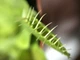 Рослина хижак AlienPlants Венерина Мухоловка Дионея розмір S в горщику - зображення 4