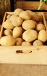 Картопля насіннєва (посадкова) Рів'єра. Ультрарання, 1 репродукція 1 кг. Врожай 2022 року. - зображення 1