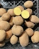 Картопля насіннєва (посадкова) Ред Скарлет. Рання, 1 репродукція 10 кг. Врожай 2022 року. - зображення 3