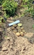 Картопля насіннєва (посадкова) Рів'єра. Ультрарання, 1 репродукція 1 кг. Врожай 2022 року. - зображення 3