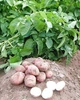 Картофель семенной (посадочный) Славянка. Среднеспелый, 1 репродукция 100 кг. Урожай 2022 года. - изображение 3