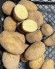 Картофель семенной (посадочный) Сифра. Среднеспелый, 1 репродукция 100 кг. Урожай 2022 года. - изображение 3