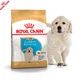 Сухий корм Royal Canin Golden Retriever Puppy - для цуценят голден ретрівера до 15 міс., 12 кг (39791201) - зображення 1