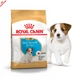 Сухой корм Royal Canin Jack Russell Terrier Puppy корм для щенков джек-рассел-терьера, 1.5 кг (21010151) - изображение 1