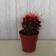 Кактус Реймбол Red, GreenLife, контейнер d=6 см - изображение 1