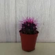 Кактус Реймбол Purple, GreenLife, контейнер d=6 см - изображение 1